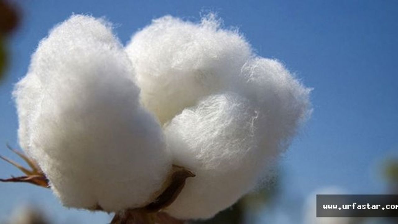 Urfa'da kilogramı 5,75 liradan satıldı