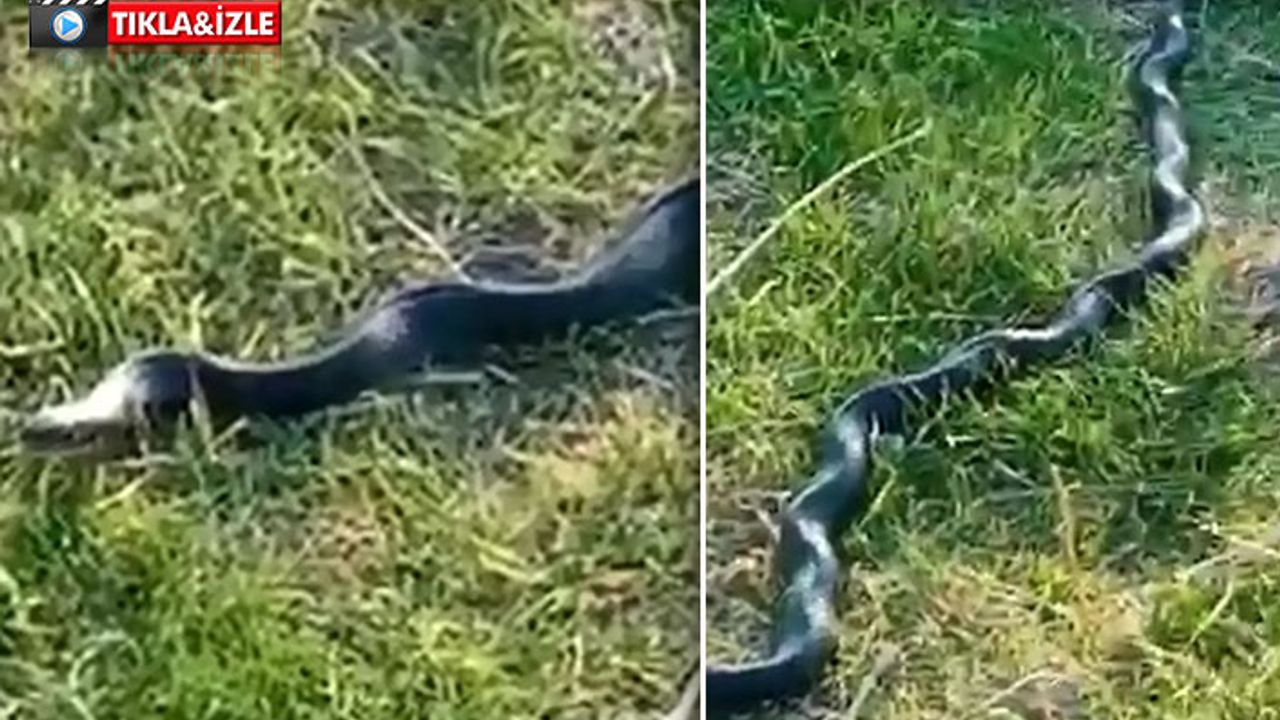 Viranşehir'de 6 metrelik yılan görüldü