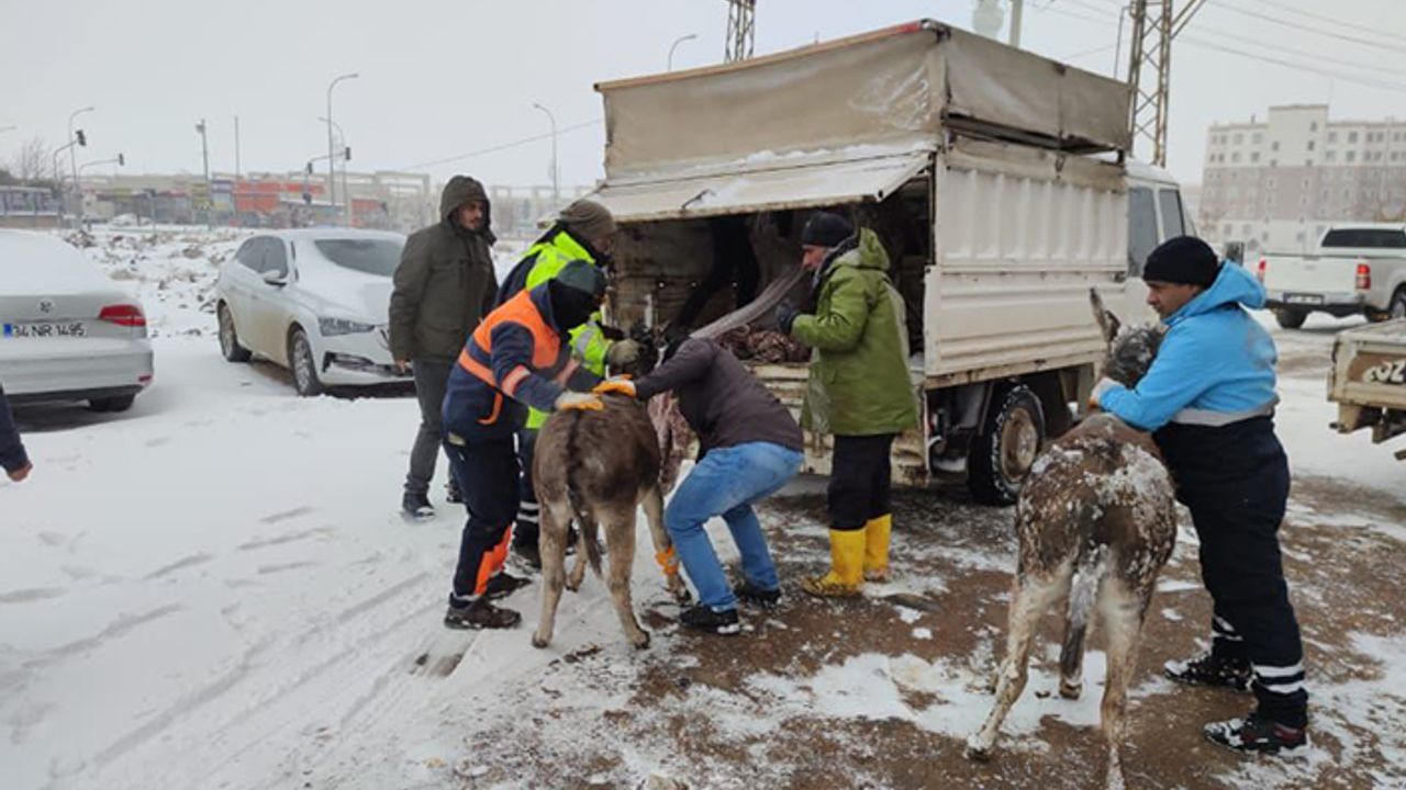 Viranşehir’de sokak hayvanları için harekete geçildi