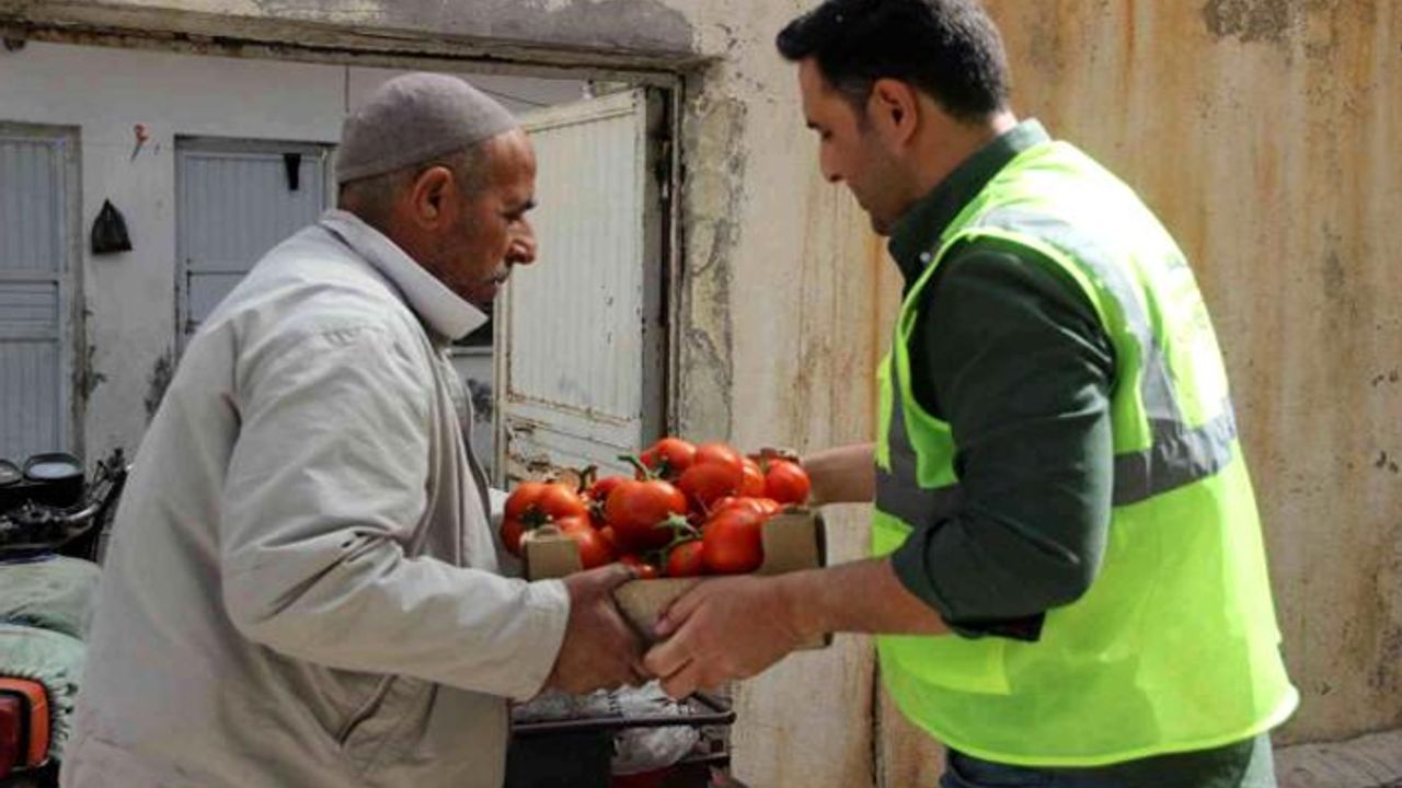 Urfa BŞB'nin yetiştirdiği domatesler ihtiyaç sahiplerine ulaşmaya başladı