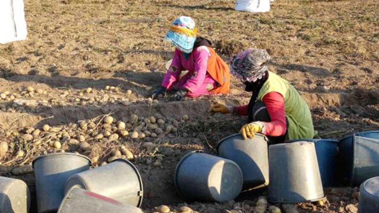 Patates, tarla fiyatıyla çiftçinin yüzünü güldürdü