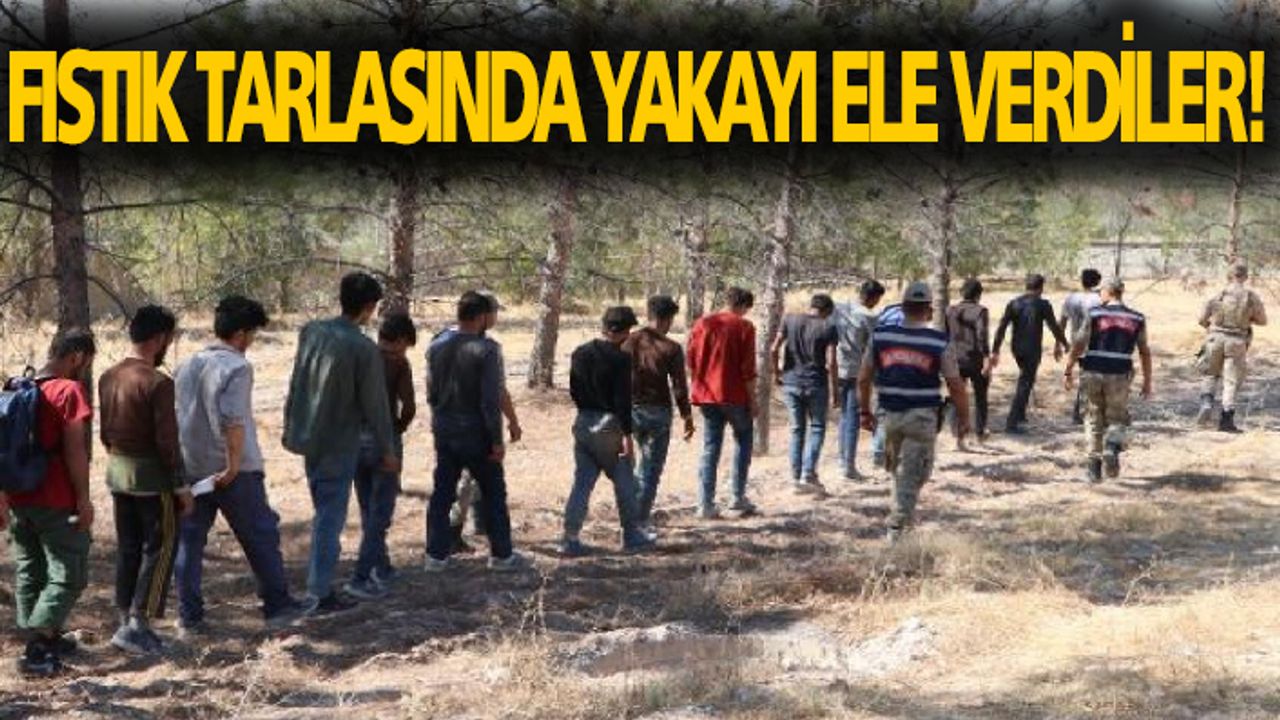 Urfa'da görülen kaçak göçmenler yakalandı