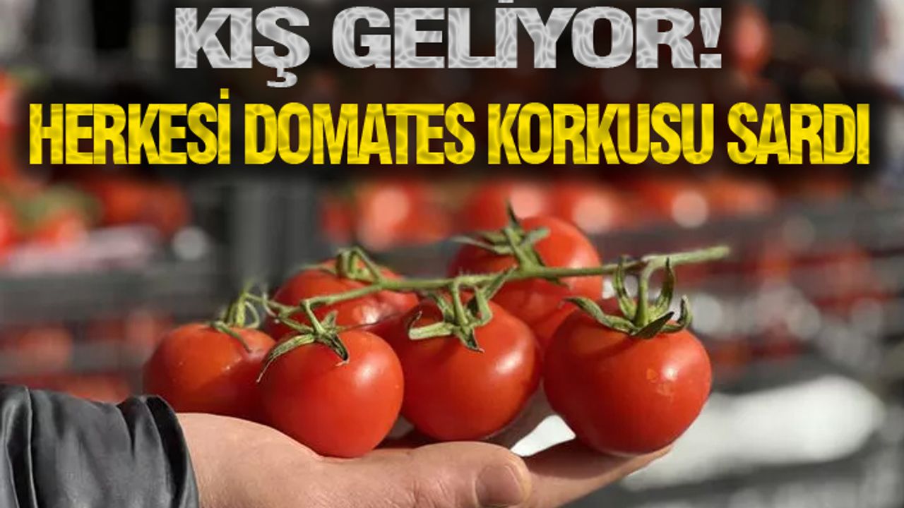 Bugünleri çok arayacağız! Domatesin kilosu 50...