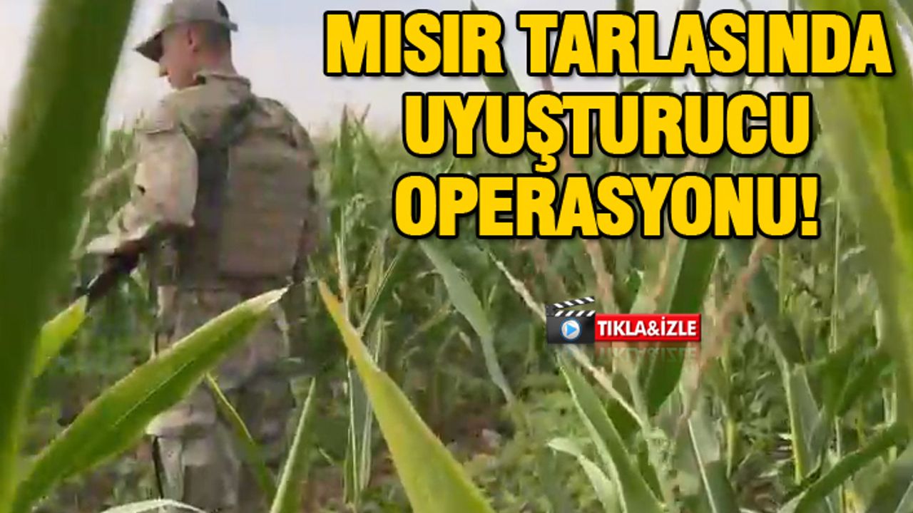 Urfa'da kök kenevir ele geçirildi