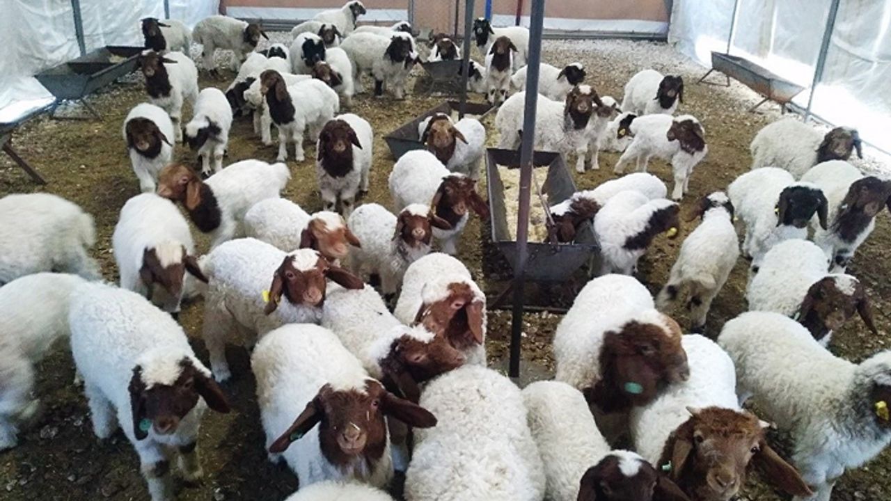 Urfa'da yeni seleksiyon kriteri keşfedildi