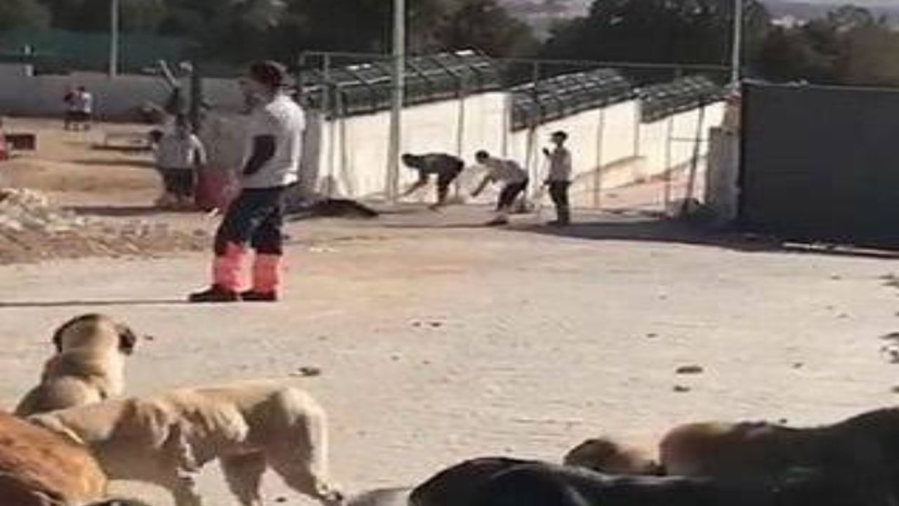 Vahşet! Göz göre göre katlettiler...
