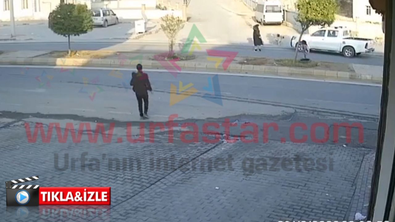 Urfa'da sokak köpeği az kalsın faciaya neden oluyordu