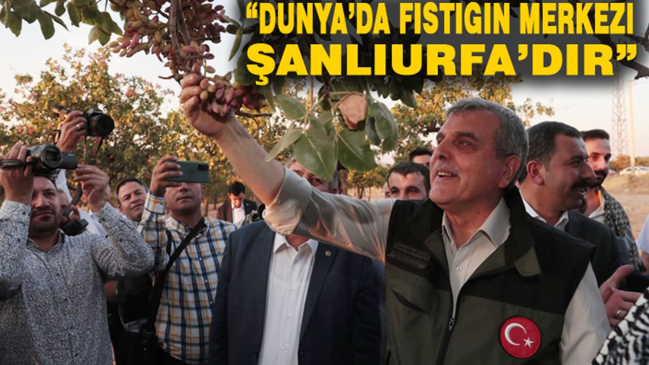 Fıstık hasadından renkli görüntüler...