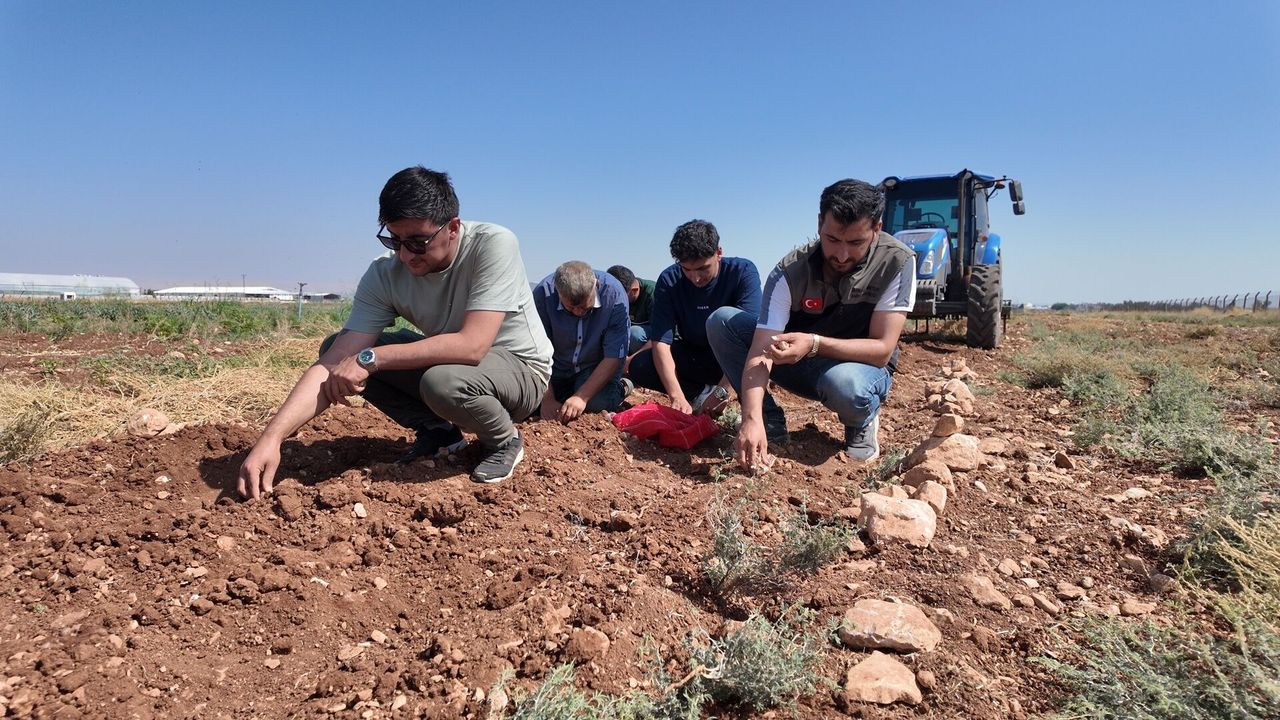 Şanlıurfa’da tarihi safran üretimi büyükşehir desteğiyle yeniden canlanıyor