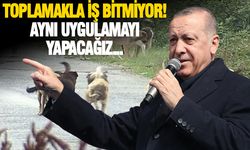 Sokak köpekleriyle ilgili Erdoğan'dan flaş karar