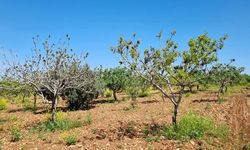 Urfa'da milyonlarca fıstık ağacının tespiti yapıldı