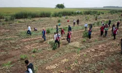 Urfa'da soğan hasadı başladı