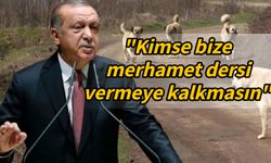 Erdoğan sokak köpekleriyle ilgili sert konuştu