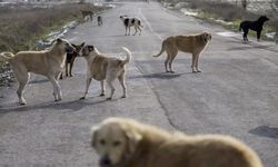 Başıboş sokak köpekleri düzenlemesi Meclis'ten geçerek yasalaştı