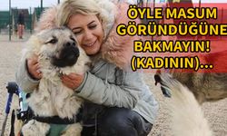 Urfa'dan sokak köpeklerini kaçırmıştı...