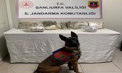 Şanlıurfa’da narkotik köpeği affetmiyor!