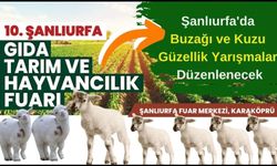 Buzağı ve kuzu yarışması düzenlenecek