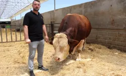 1,5 tonluk bu kurbana ne kadar istiyor biliyor musunuz!