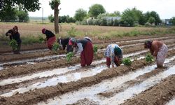 Birecik Balcan'ı fideleri toprakla buluştu