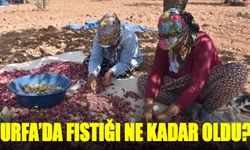 Urfa'da fıstık ne kadar oldu?