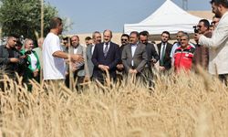 Şanlıurfa’da Uluslararası Buğday Hasadı Festivali Başladı