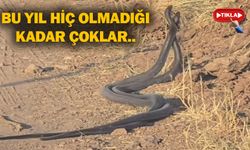 bu yıl hiç olmadığı kadar çoklar..