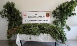 Birecik’te uyuşturucuya geçit yok