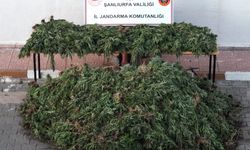 Urfa'da uyuşturucu operasyonu!