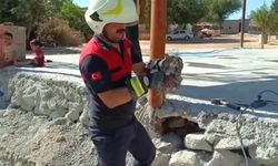 Harran’da Yavru Kedi İçin Seferber Oldular