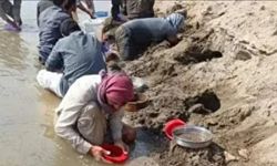 Fırat Nehri'nde sular çekildi altın görüldü