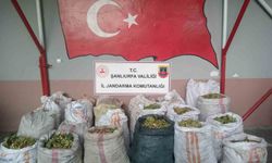 Fıstık hırsızları suç üstü yakalandı