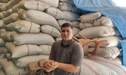 Şanlıurfa'nın yeşil altınında yükseliş...