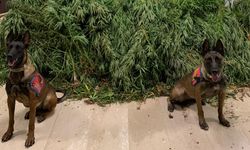 Urfa'da kilolarca esrar maddesi ele geçirildi