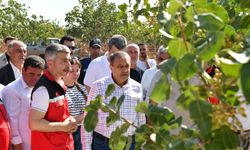 Vali Şıldak fıstık hasadına katıldı