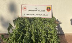 Siverek’te kenevir operasyonu!