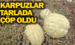 Şanlıurfa’da Karpuz Tarlada Çürüyor! Üretici Zarar Etti