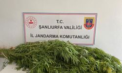 Urfa'da uyuşturucu operasyonu!