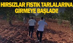 Bozova'da yarım tona yakın fıstık çalındı