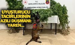 Şanlıurfa’da Jandarmadan Narkotik Operasyonu: 12 Gözaltı