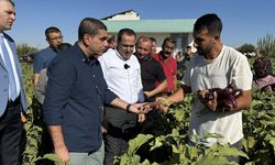 Birecik’te Fıstık ve Patlıcan Festivali Patlıcan Hasadıyla Başladı