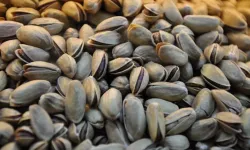 Fıstıkla ilgili önemli karar