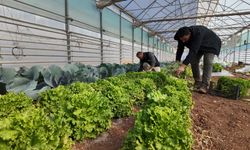 Büyükşehir üretiyor, sofralar bereketleniyor