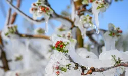 Zirai Don Desteği İçin Geri Sayım