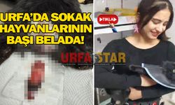 Büyücüler sokak hayvanlarına sardı