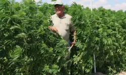 21 ilde kenevir yetiştirilecek: işte o iller...