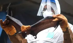 Belirtisi yok ama 24 saat içinde komaya sokuyor!