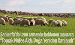 Urfa'da toprak suya doydu...