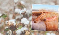 Urfalı çiftçilere önemli uyarı...