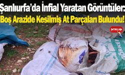 Şanlıurfa’da İnfial Yaratan Görüntüler: Boş Arazide Kesilmiş At Parçaları Bulundu!