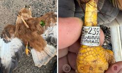 İsrail Urfa üzerinde casus kuş mu uçuruyor?